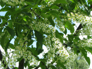 обоя цветы, цветущие, деревья, кустарники