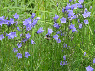 обоя цветы, колокольчики