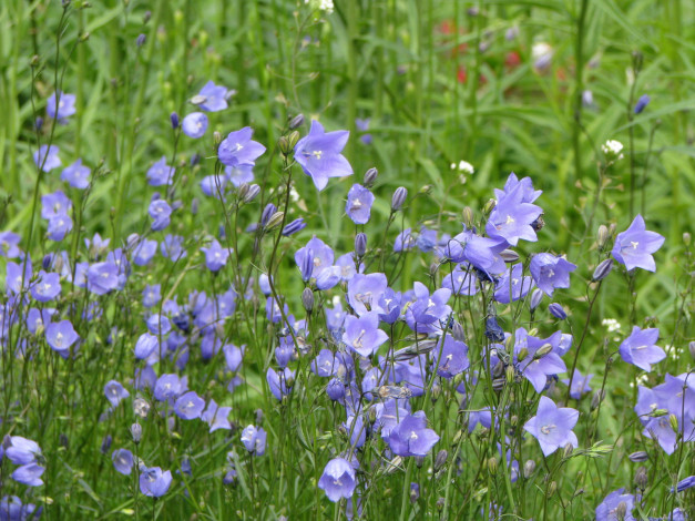 Обои картинки фото цветы, колокольчики