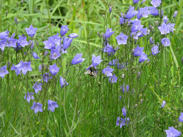 Обои картинки фото цветы, колокольчики