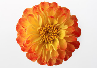 Картинка цветы