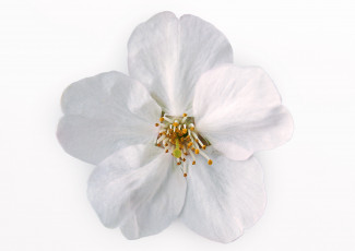 Картинка цветы цветущие деревья кустарники