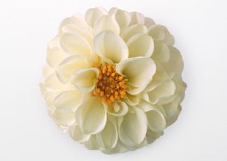 Картинка цветы георгины