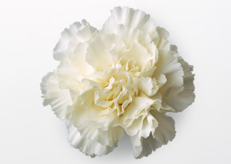 Картинка цветы гвоздики