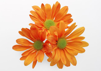 Картинка цветы хризантемы