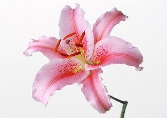 Картинка цветы лилии лилейники