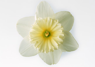 Картинка цветы нарциссы