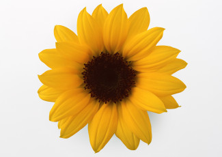 Картинка цветы подсолнухи