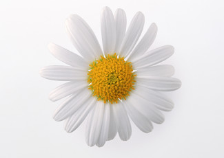 Картинка цветы ромашки