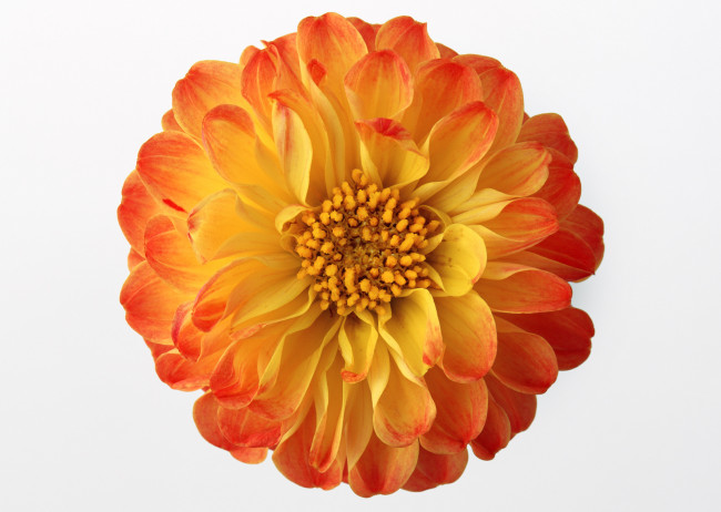 Обои картинки фото цветы