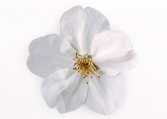 Обои картинки фото цветы, цветущие, деревья, кустарники