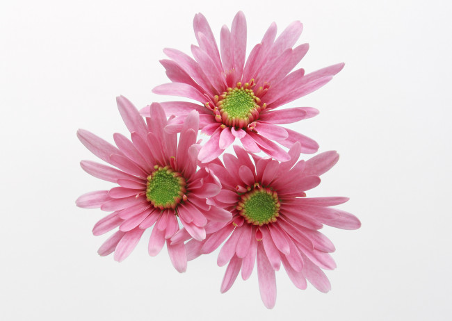 Обои картинки фото цветы, хризантемы