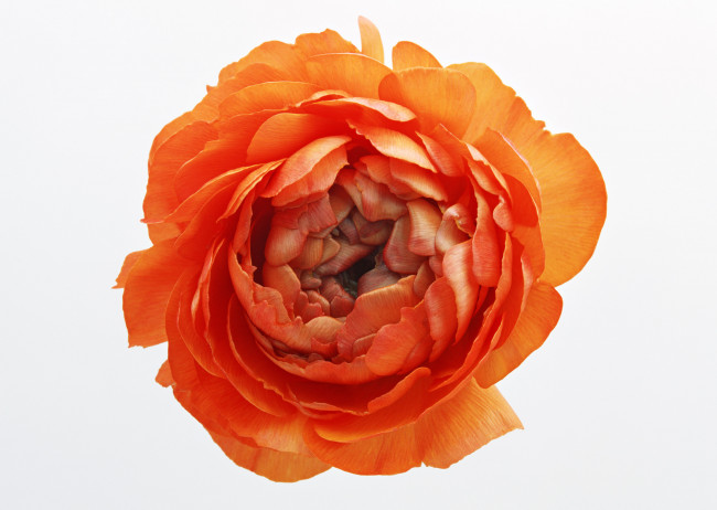 Обои картинки фото цветы, ранункулюс, азиатский, лютик