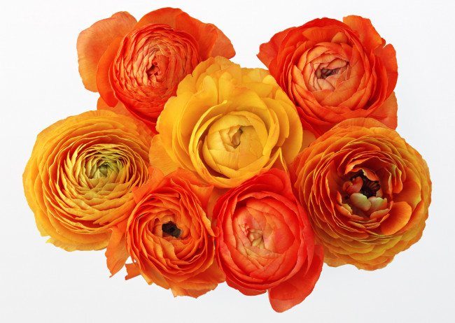 Обои картинки фото цветы, ранункулюс, азиатский, лютик