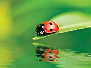 Картинка животные божьи коровки божья коровка лист вода отражение