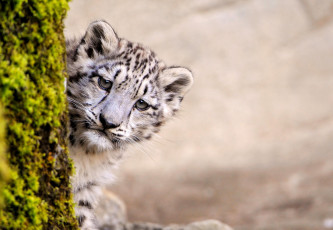 Картинка животные снежный барс ирбис маленький пятна интерес