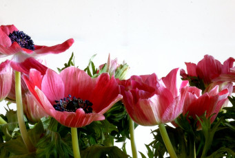 Картинка цветы анемоны адонисы красный