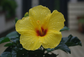 Картинка цветы гибискусы капли