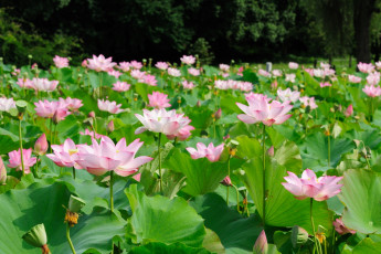 Картинка цветы лотосы листья