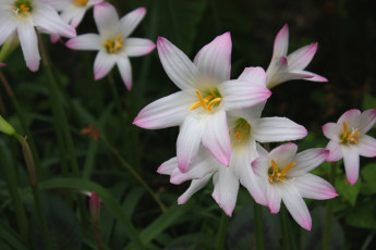 Картинка цветы зефирантесы тёмный он