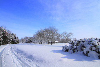 Картинка природа зима снег деревья