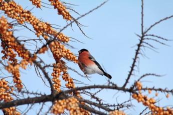 Картинка животные снегири снегирь облепиха
