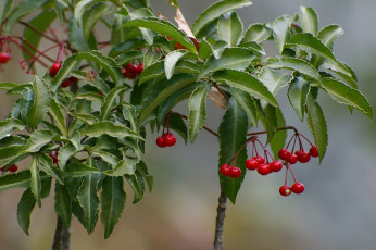 Картинка природа Ягоды листья