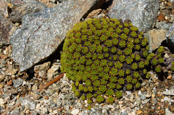 Картинка цветы суккулент