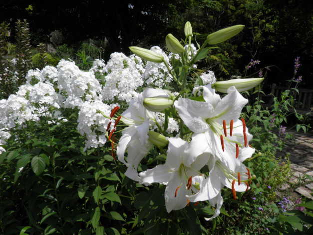 Обои картинки фото цветы, разные, вместе, лепестки, листья