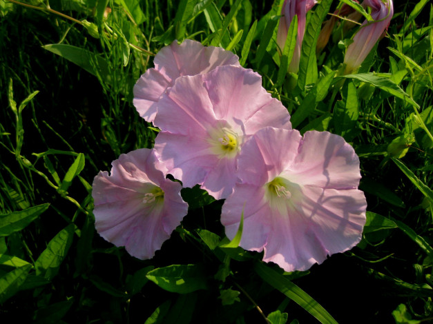 Обои картинки фото цветы, вьюнки, ипомеи, листья