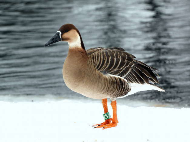 Обои картинки фото животные, гуси, утка, вода