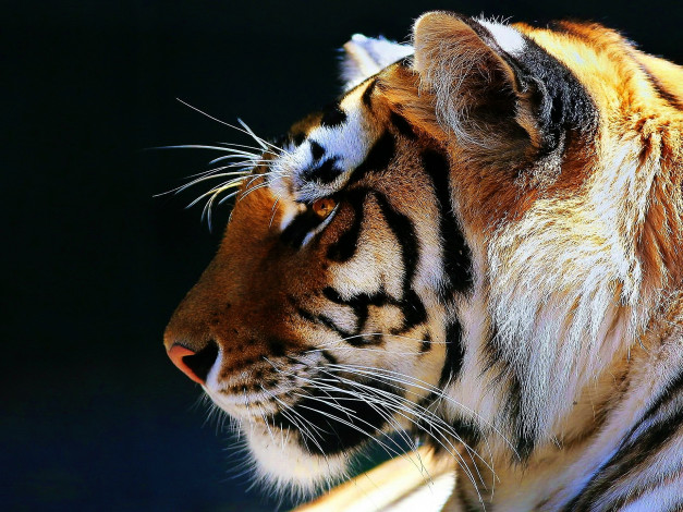 Обои картинки фото животные, тигры, тигр