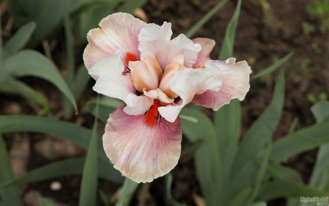 Обои картинки фото цветы, ирисы, листья