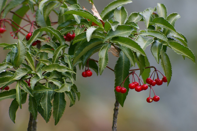 Обои картинки фото природа, Ягоды, листья