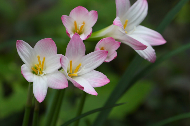 Обои картинки фото цветы, зефирантесы, листья