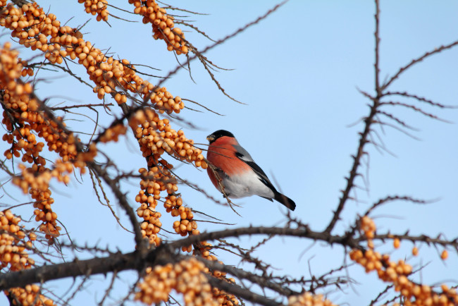 Обои картинки фото животные, снегири, снегирь, облепиха