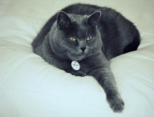 Картинка bella животные коты благодушие ошейник кошара кровать