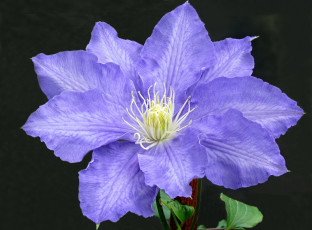 Картинка цветы клематис+ ломонос сиреневый