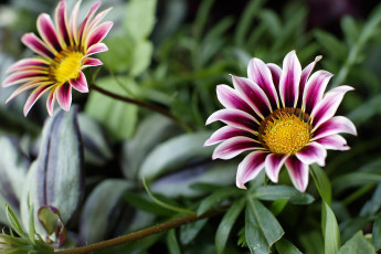 Картинка цветы газания зелень полосатые розовые