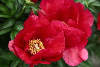 Картинка цветы пионы красный