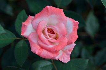 Картинка цветы розы розовый