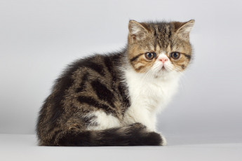 Картинка животные коты котик