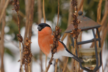 Картинка животные снегири красногрудый
