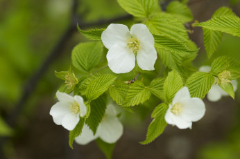 Картинка цветы цветущие+деревья+ +кустарники родотипос розовик макро листья цветение ветка