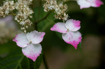 Картинка цветы гортензия макро