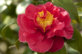 Картинка цветы камелии красный