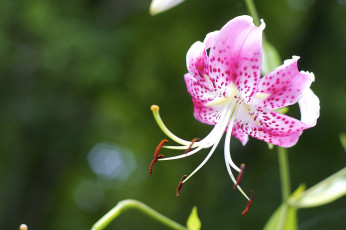 Картинка цветы лилии +лилейники лилия тычинки макро