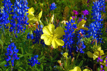 Картинка цветы луговые+ полевые +цветы люпин яркий