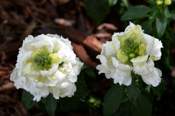 Картинка цветы львиный+зев макро белый