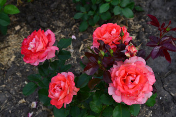 Картинка цветы розы куст розовые